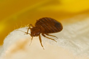 Bed bugs and other pest inspection