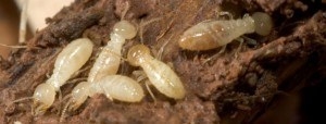 Termite control experts