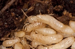 termites infestation in brisbane