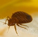 bed bug pest contro brisbane