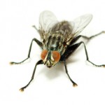 fly pest control brisbane