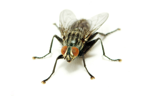 flea and fly control professionals