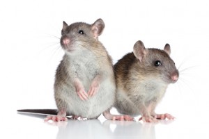 mice control brisbane