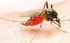mosquito pet control brisbane