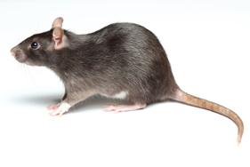 rats and pest inspection experts