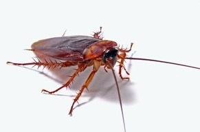 residential pest control and inspection