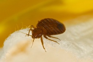 bed bug control and eradication
