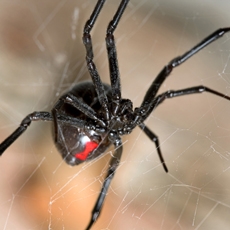 pest spider control brisbane