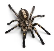spider pest control brisbane