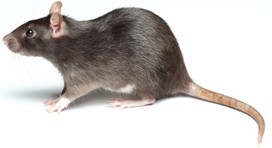 rodents and mice control services