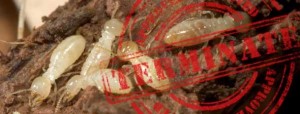 termite control professionals brisbane