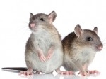 commercial pest control services for rodents 